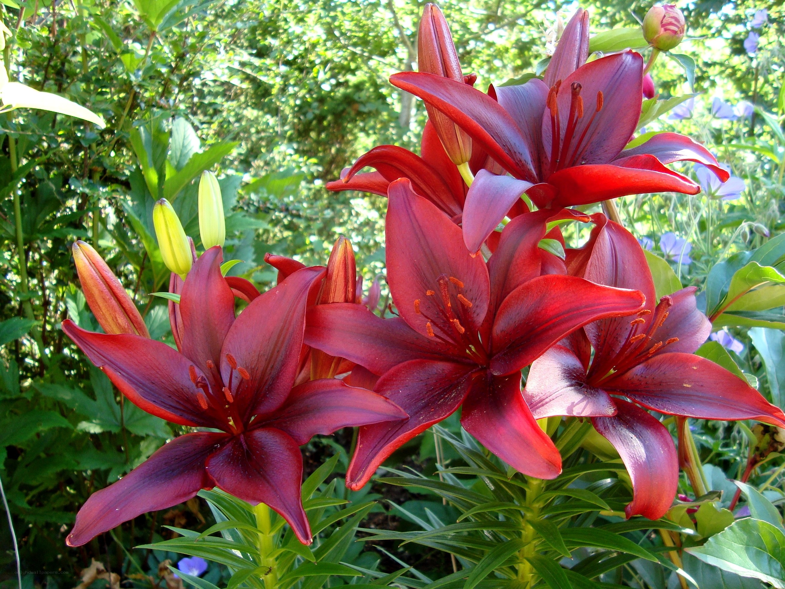 Red lilies in a garden
