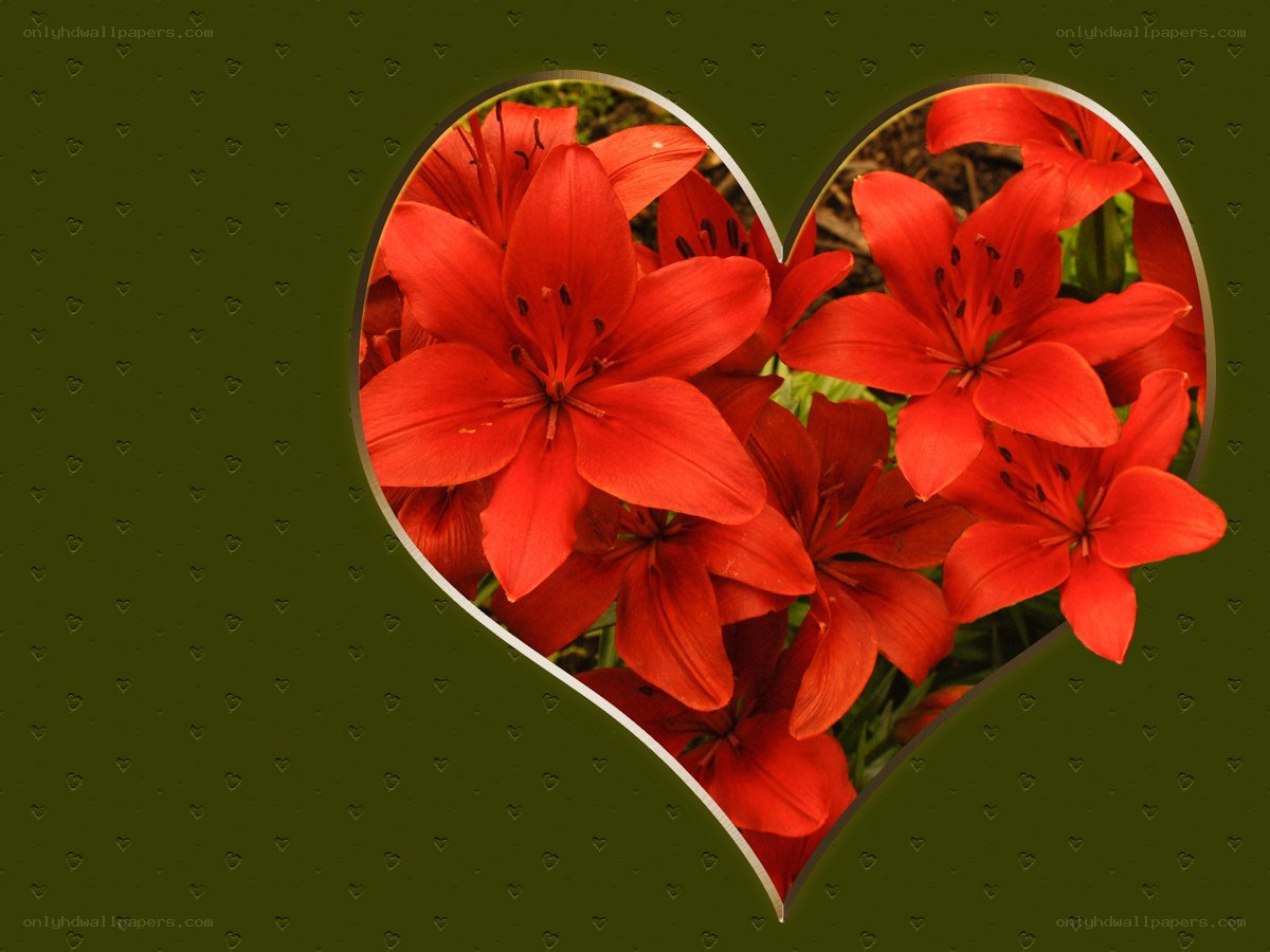 Red lilies in a heart shape