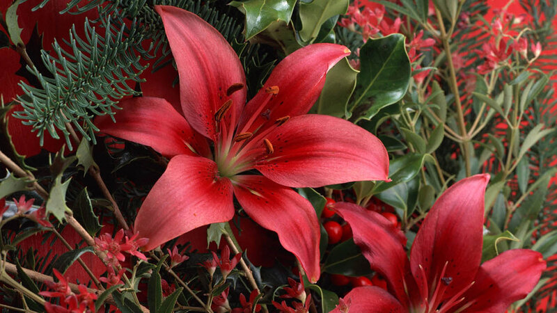 Red Lilies in Arrangement
