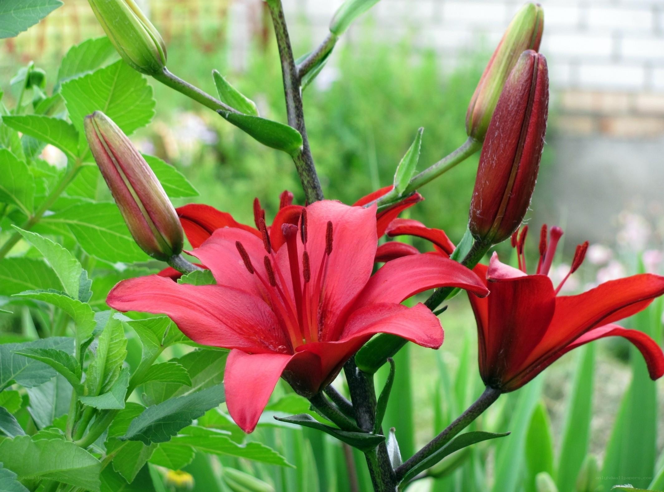 Red lilies in bloom