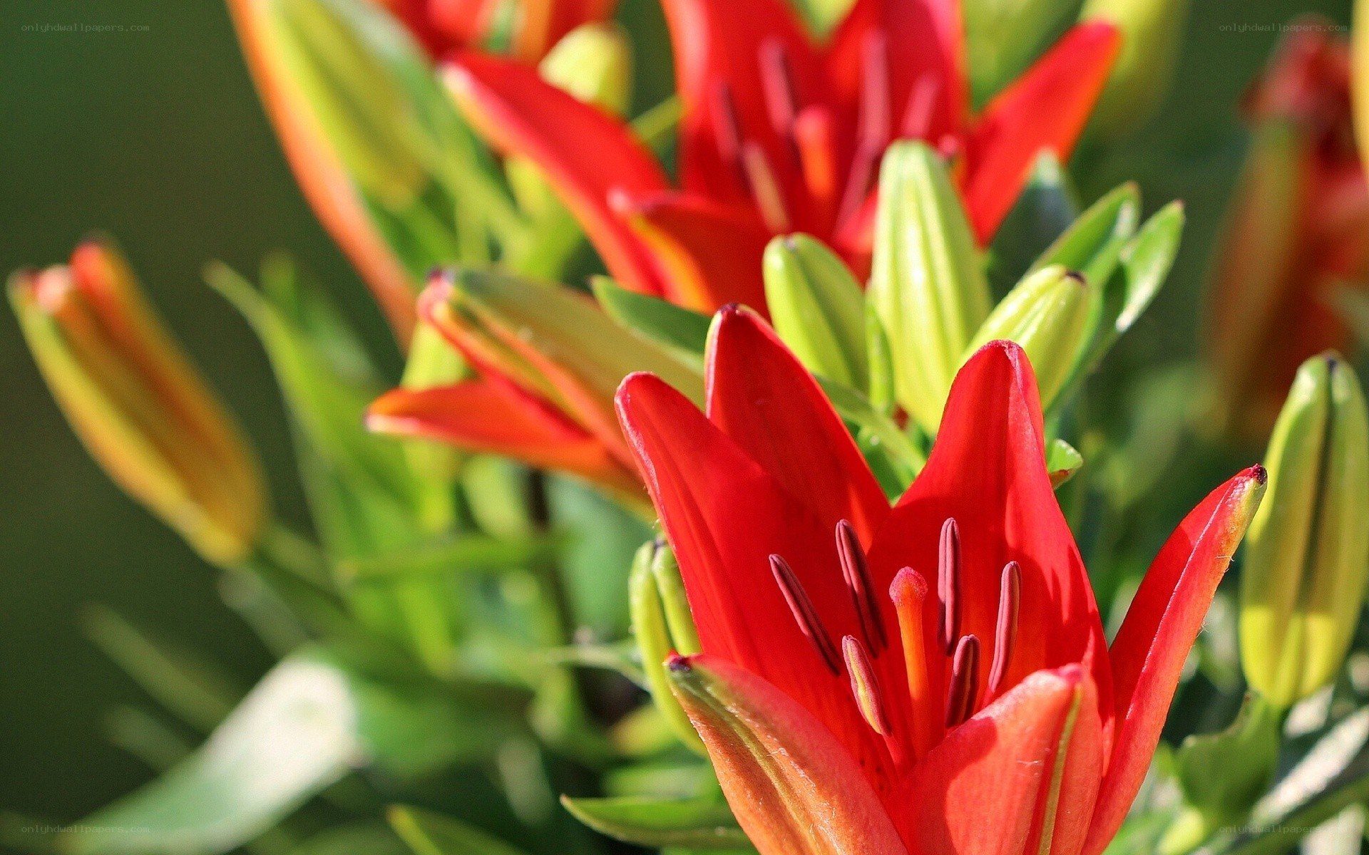 Red lilies in bloom
