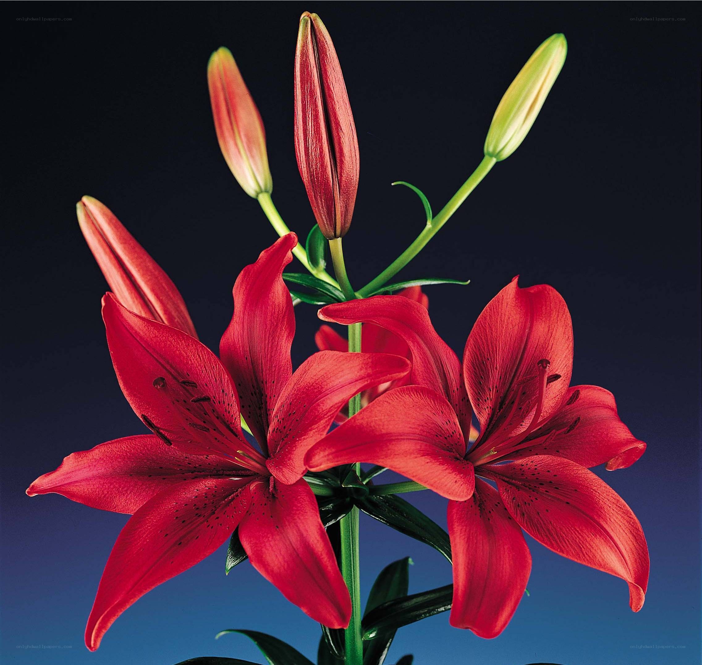 Red lilies in bloom