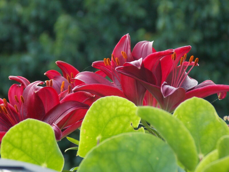 Red Lilies in Bloom — Calm