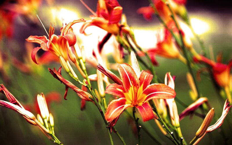 Red Lilies in Bloom — Dramatic