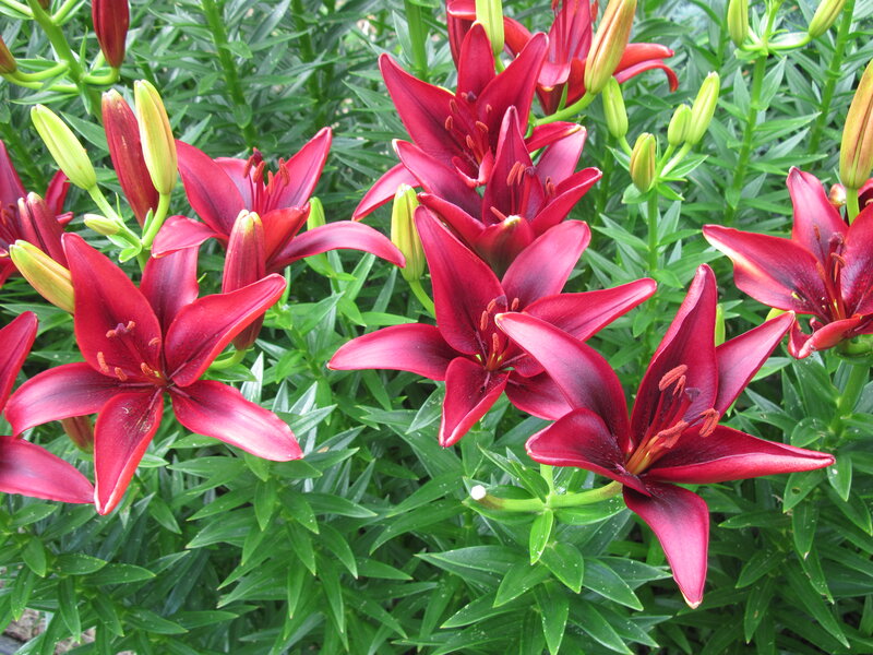 Red Lilies in Bloom — Natural, Summer, Photograph, Buds, Leaves, Stems
