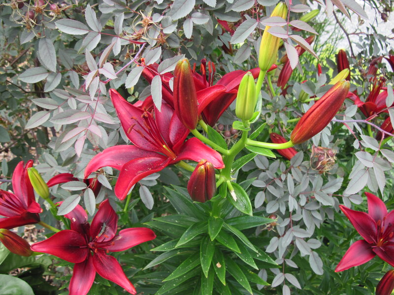 Red Lilies in Bloom — Natural, Summer, Photograph, Buds, Leaves