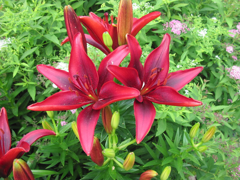 Red Lilies in Bloom — Natural, Summer, Photograph, Green Leaves