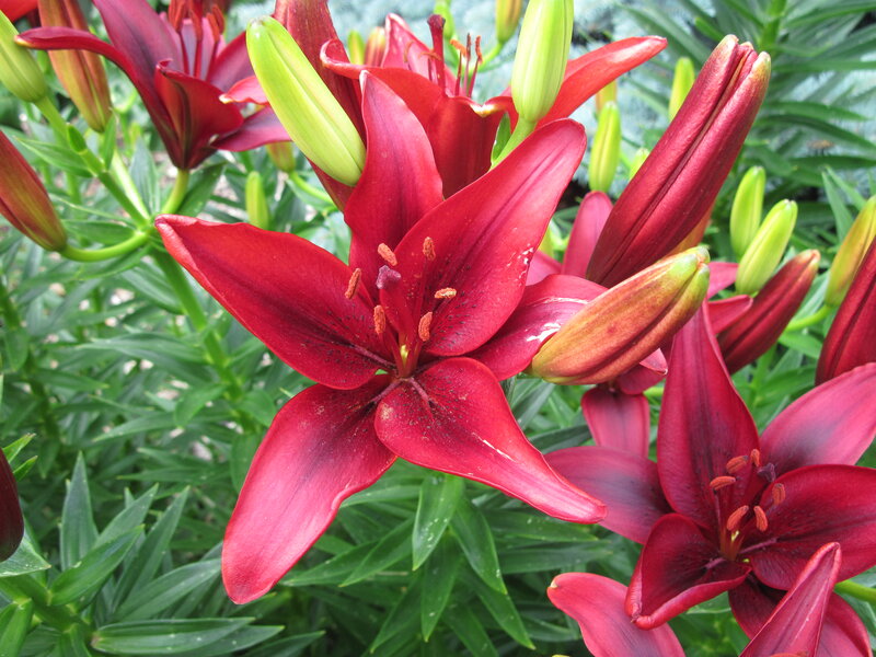 Red Lilies in Bloom — Natural, Summer, Photograph
