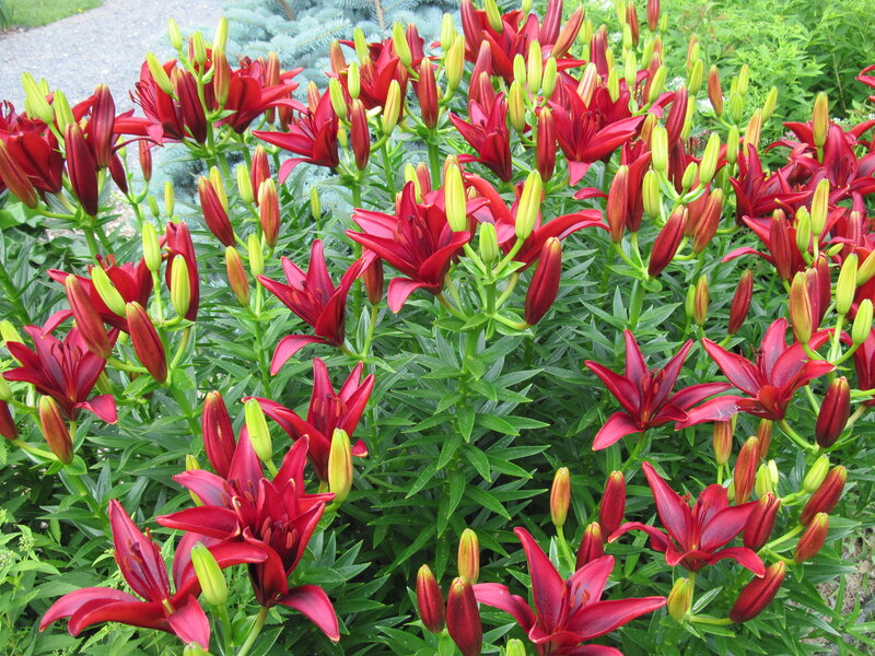 Red Lilies in Bloom — Natural, Summer