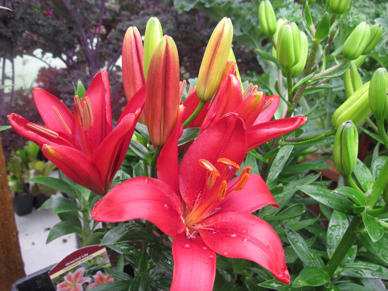 Red Lilies in Bloom — Natural