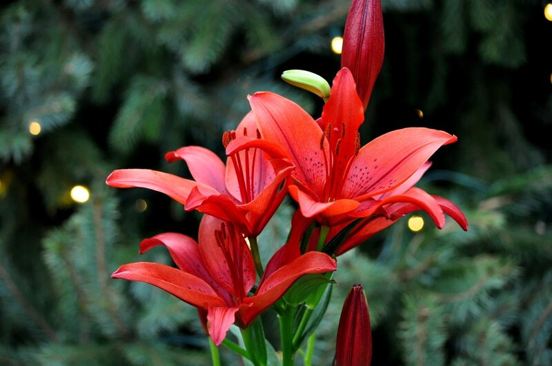 Red Lilies in Bloom — Serene, Night