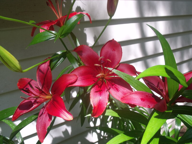 Red Lilies in Bloom — Serene