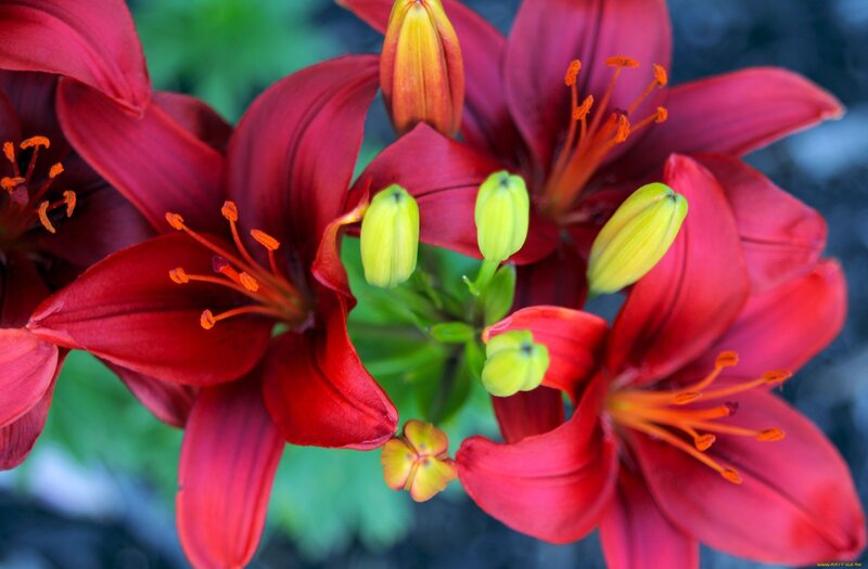 Red Lilies in Bloom — Vibrant, Afternoon