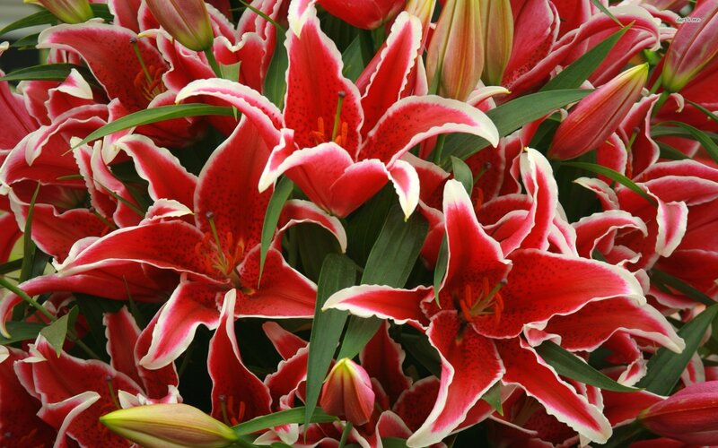 Red Lilies in Bloom — Vibrant, Photograph, Buds