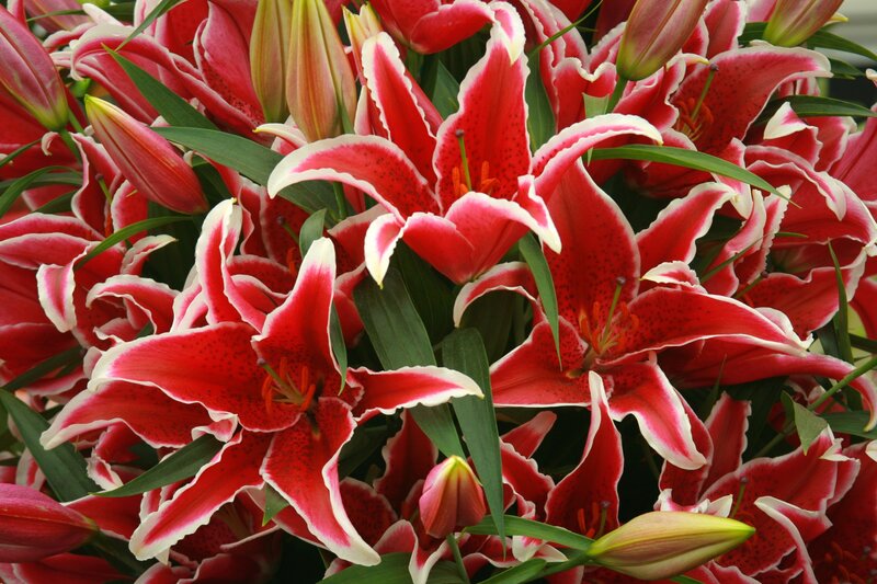 Red Lilies in Bloom — Vibrant, Photograph