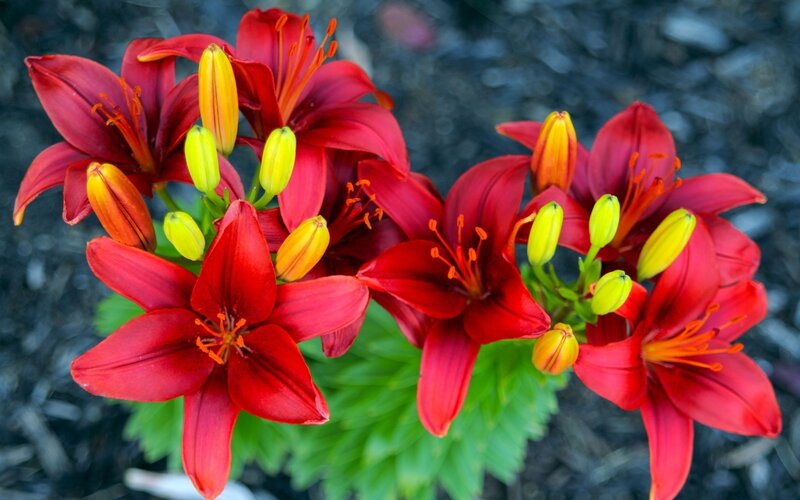Red Lilies in Bloom — Vibrant, Summer, Photograph, Buds