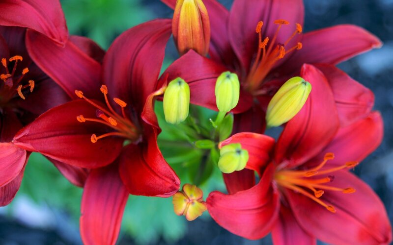 Red Lilies in Bloom — Vibrant, Summer, Photograph