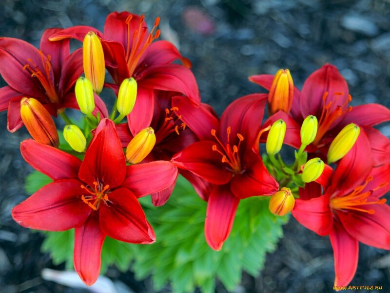 Red Lilies in Bloom — Vibrant, Summer