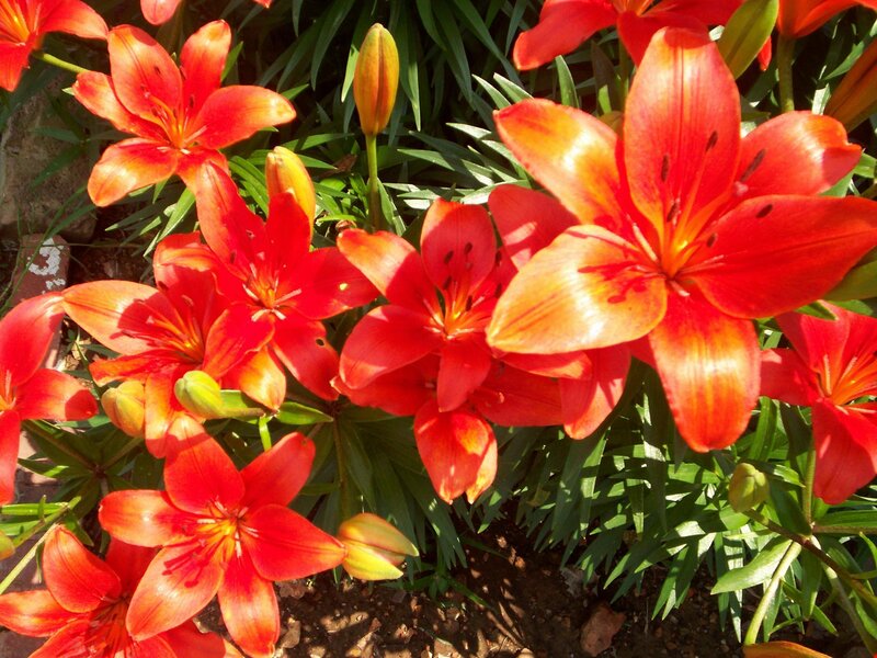 Red Lilies in Bloom — Vibrant
