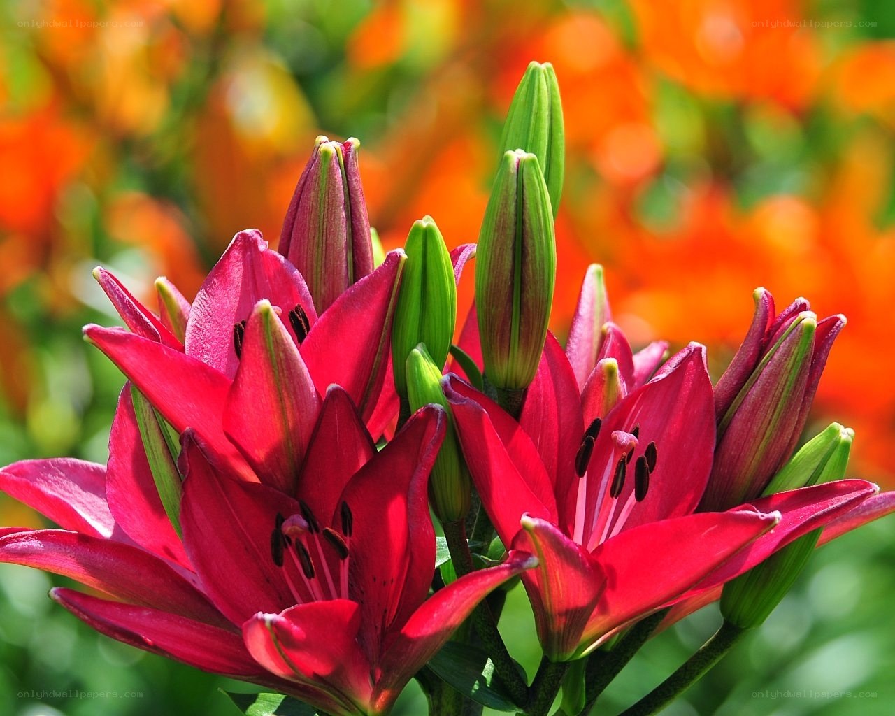 Red lilies in bloom