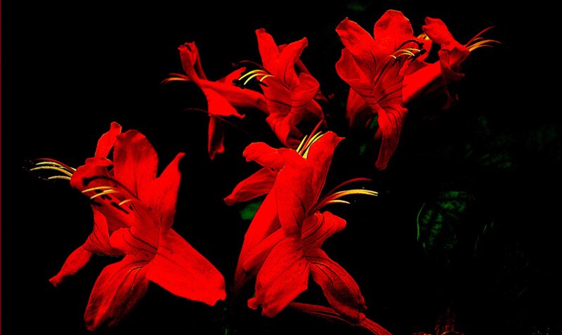 Red Lilies in Darkness