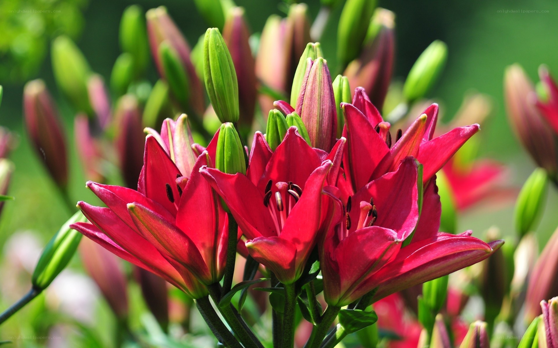 Red lilies in full bloom