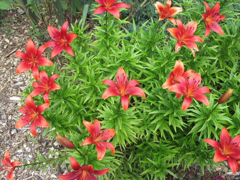 Red Lilies in Garden — Natural, Afternoon, Photograph