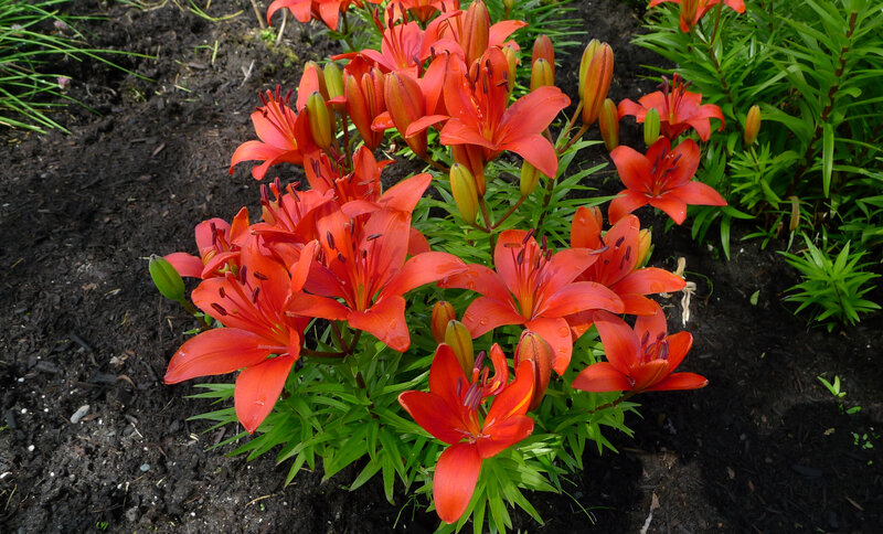 Red Lilies in Garden — Natural, Afternoon