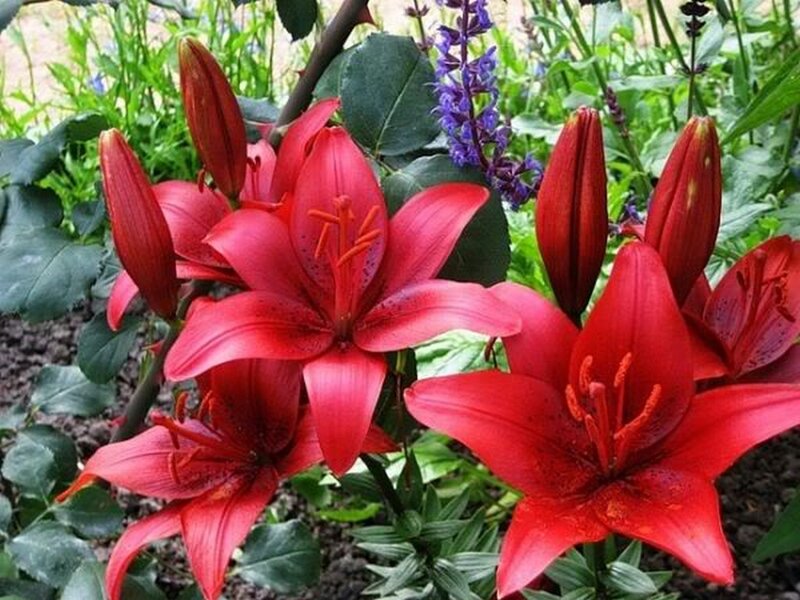 Red Lilies in Garden — Natural, Summer