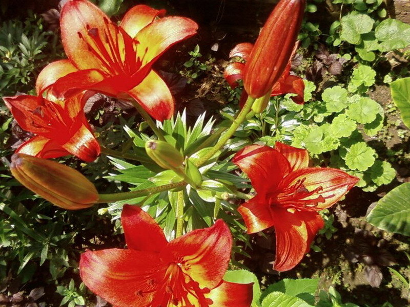 Red Lilies in Garden — Natural