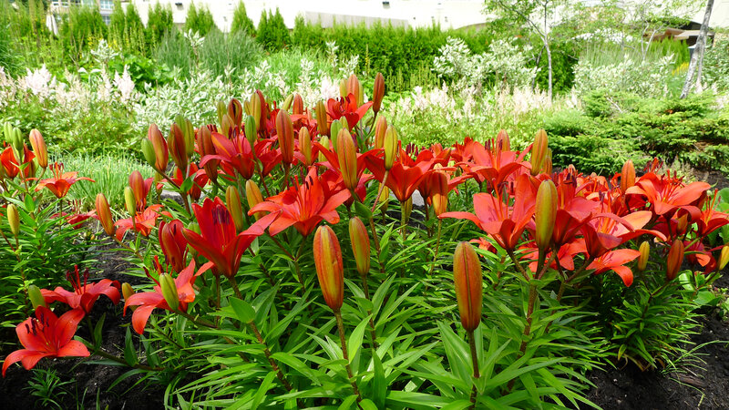 Red Lilies in Garden — Serene