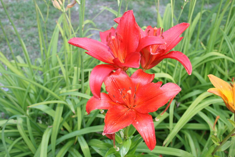 Red Lilies in Garden