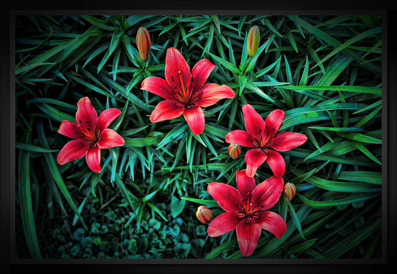 Red lilies in green foliage