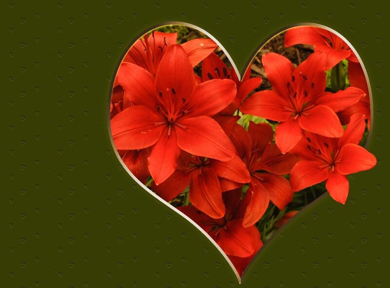 Red lilies in heart shape