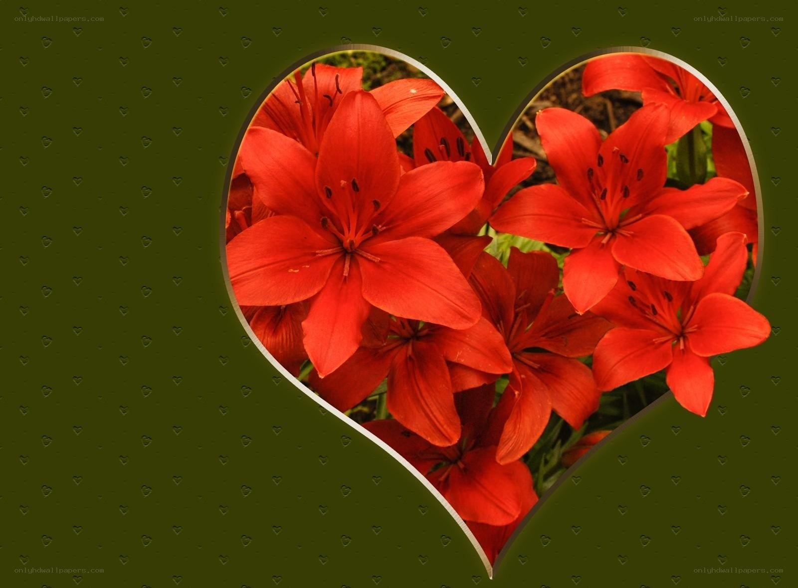 Red lilies in heart shape