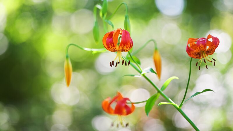 Red Lilies in Sunlight — Serene