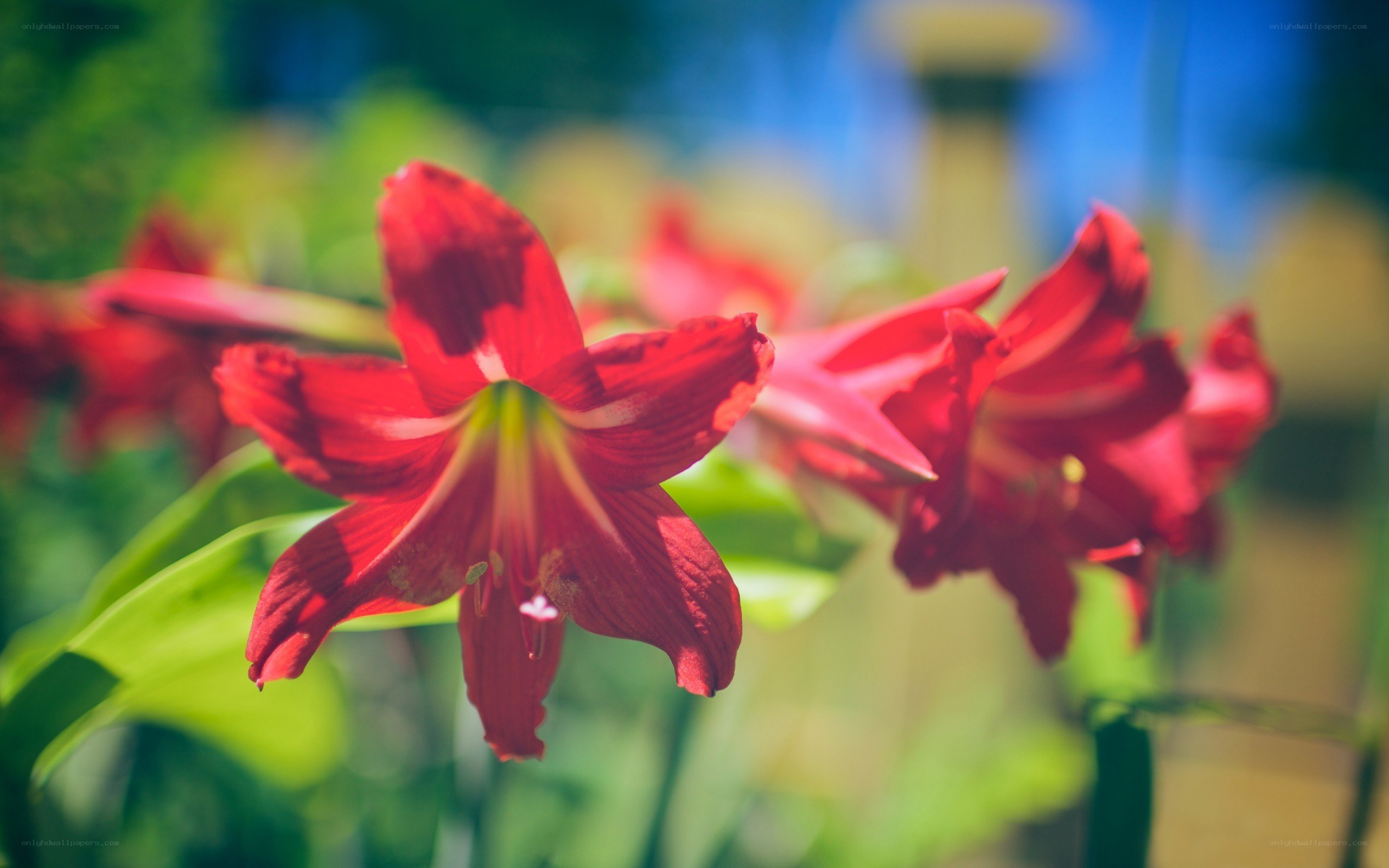Red lilies in sunlight