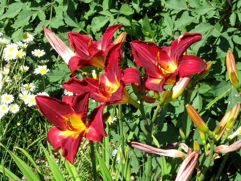 Red lilies with daisies in garden