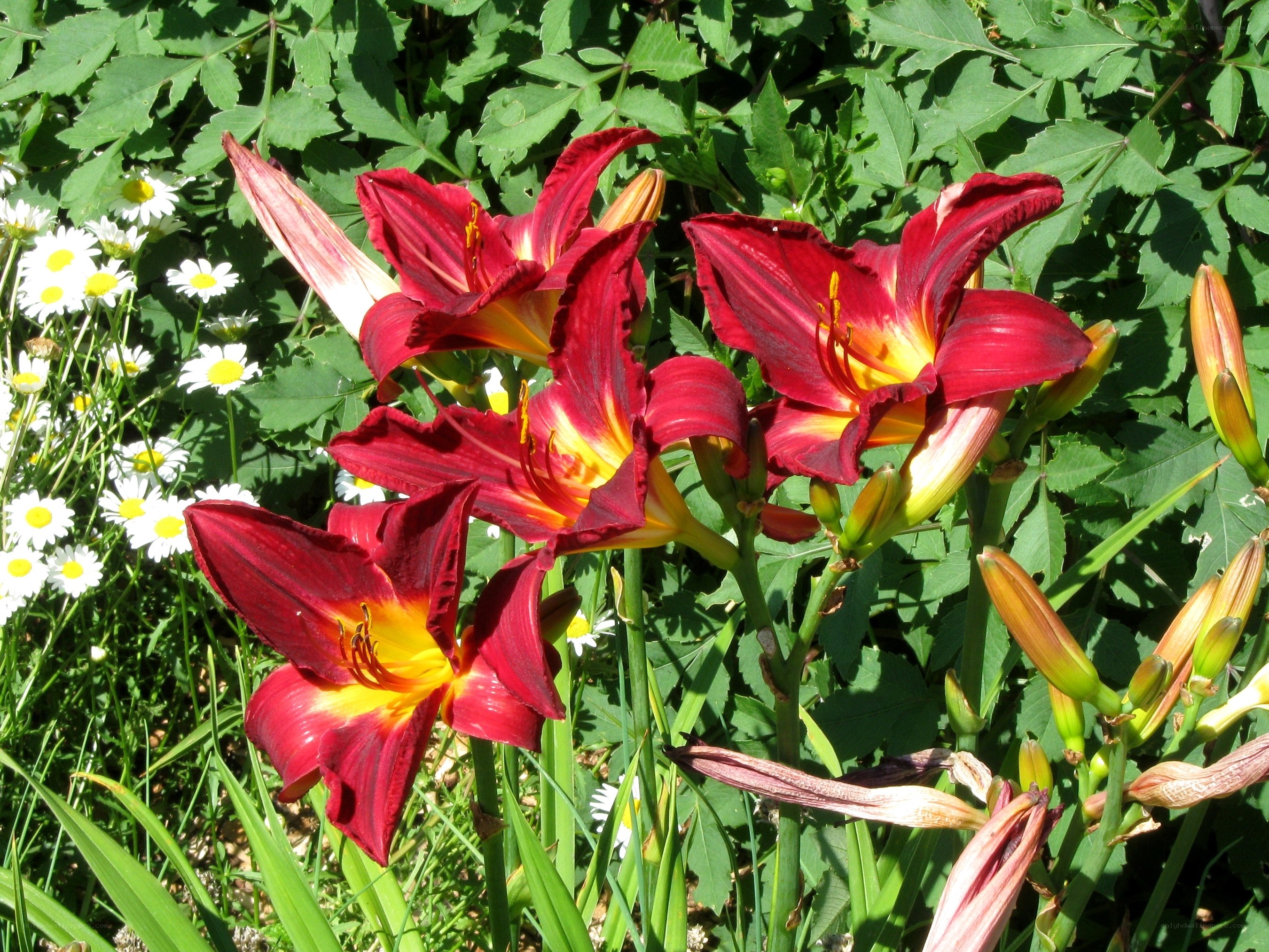 Red lilies with daisies in garden