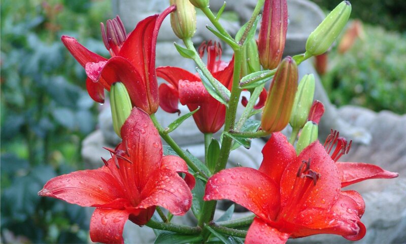 Red Lilies with Dew — Calm