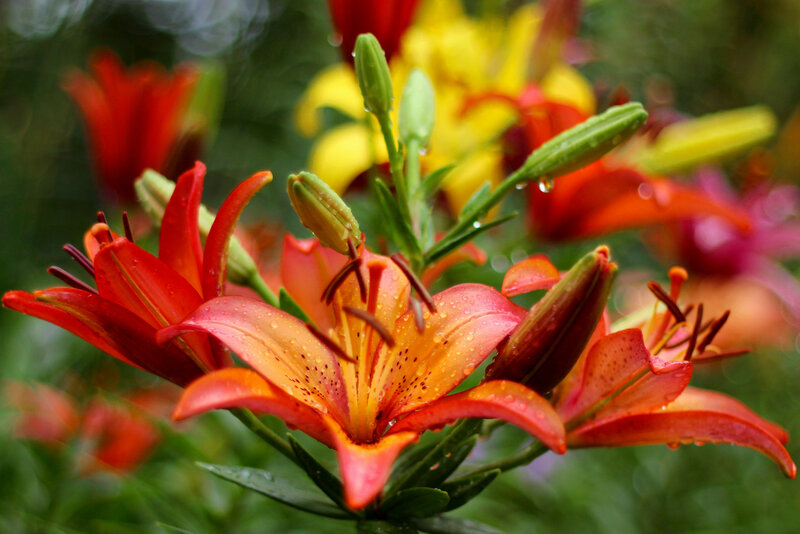 Red Lilies with Dew