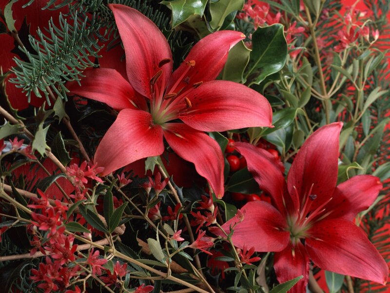 Red lilies with green foliage