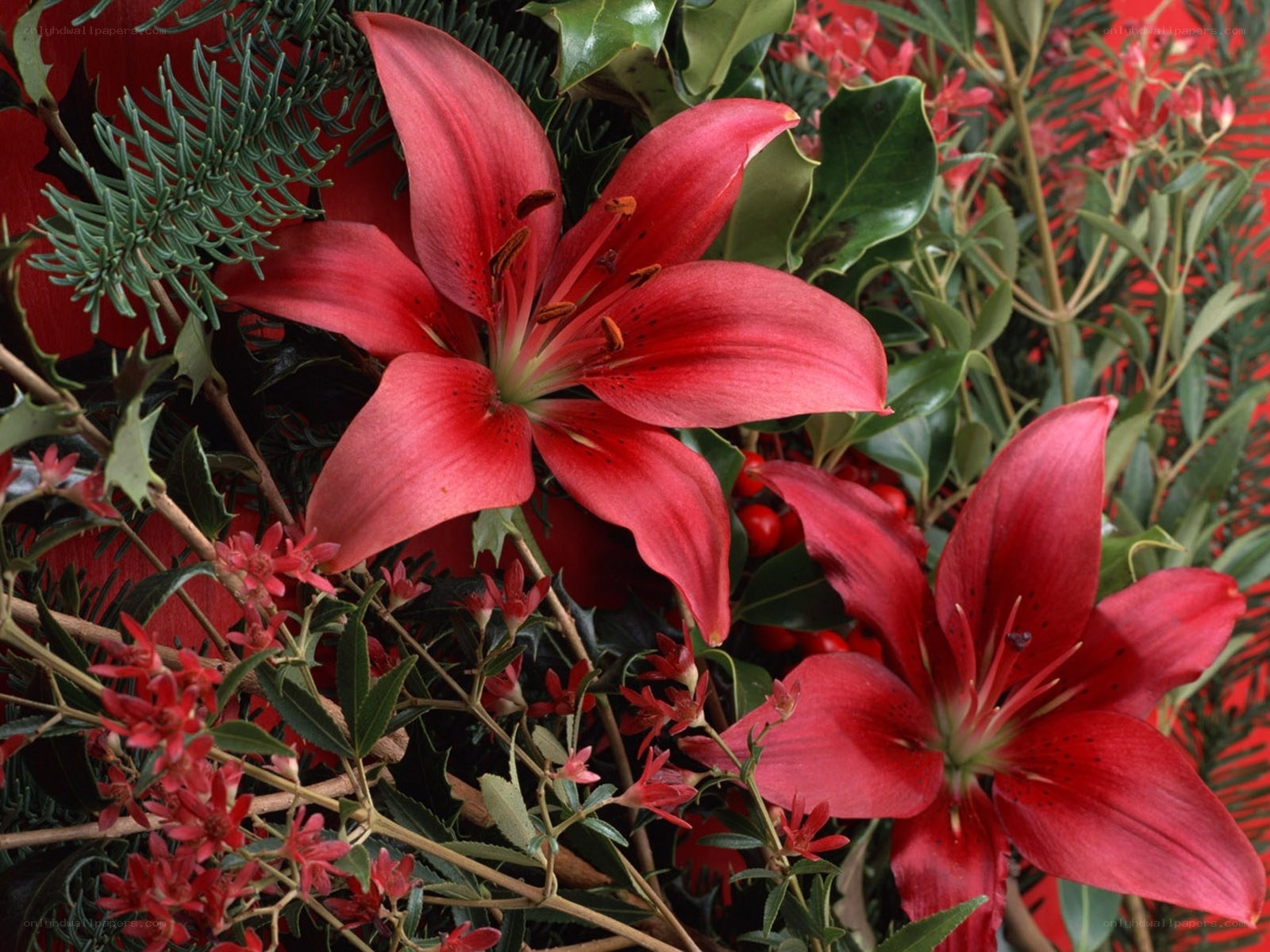 Red lilies with green foliage