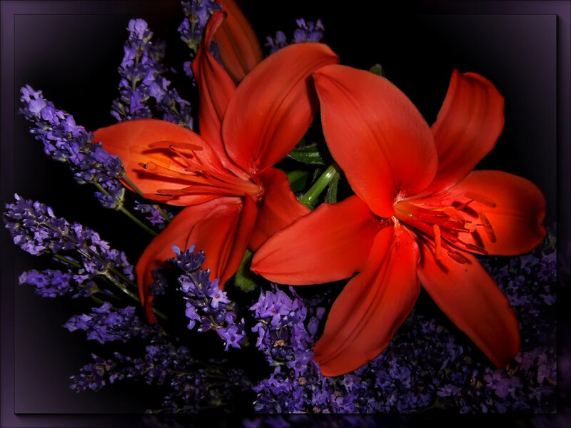 Red lilies with lavender