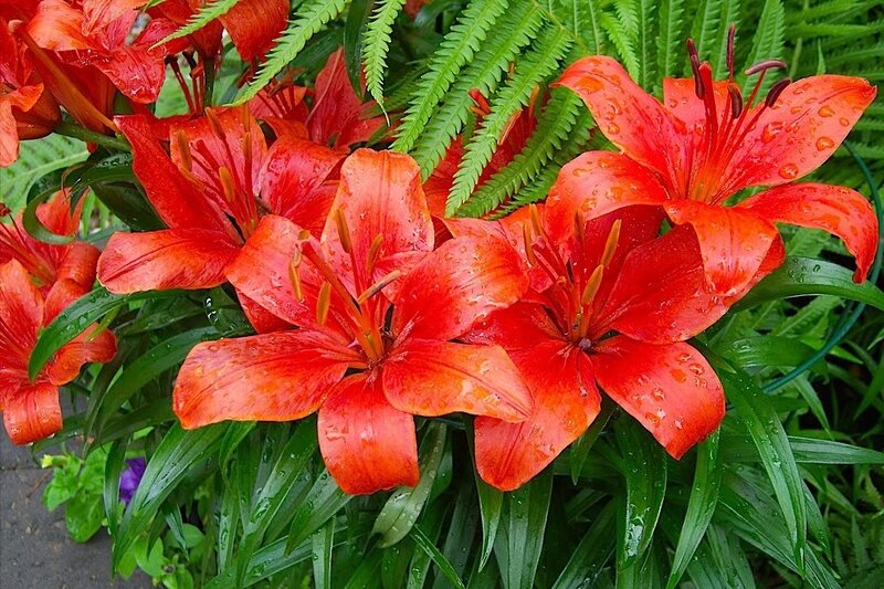 Red lilies with raindrops
