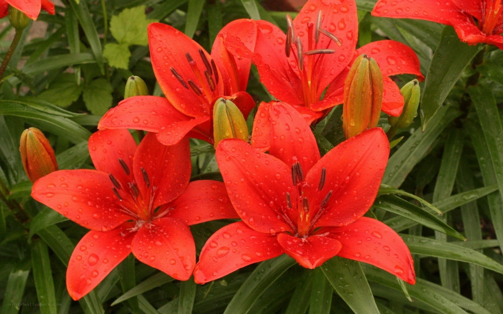 Red lilies with raindrops