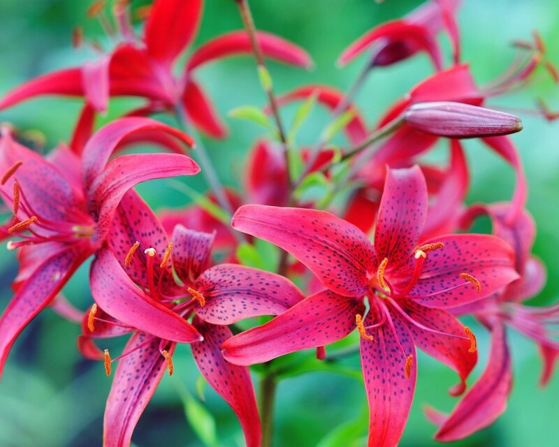 Red lilies with spotted petals