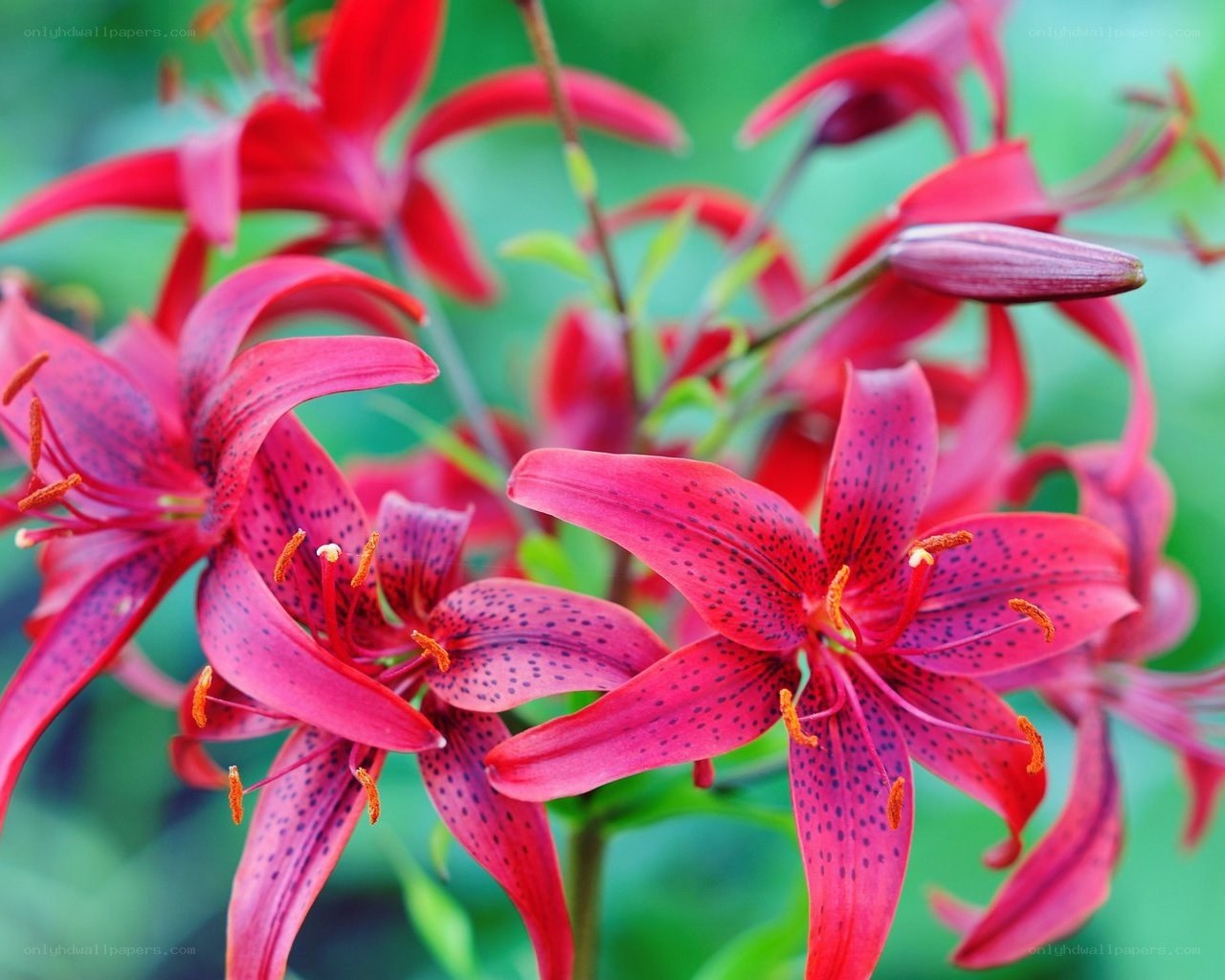 Red lilies with spotted petals