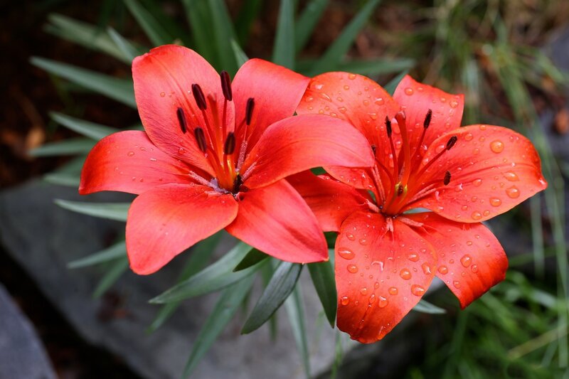 Red Lilies with Water Droplets — Vibrant