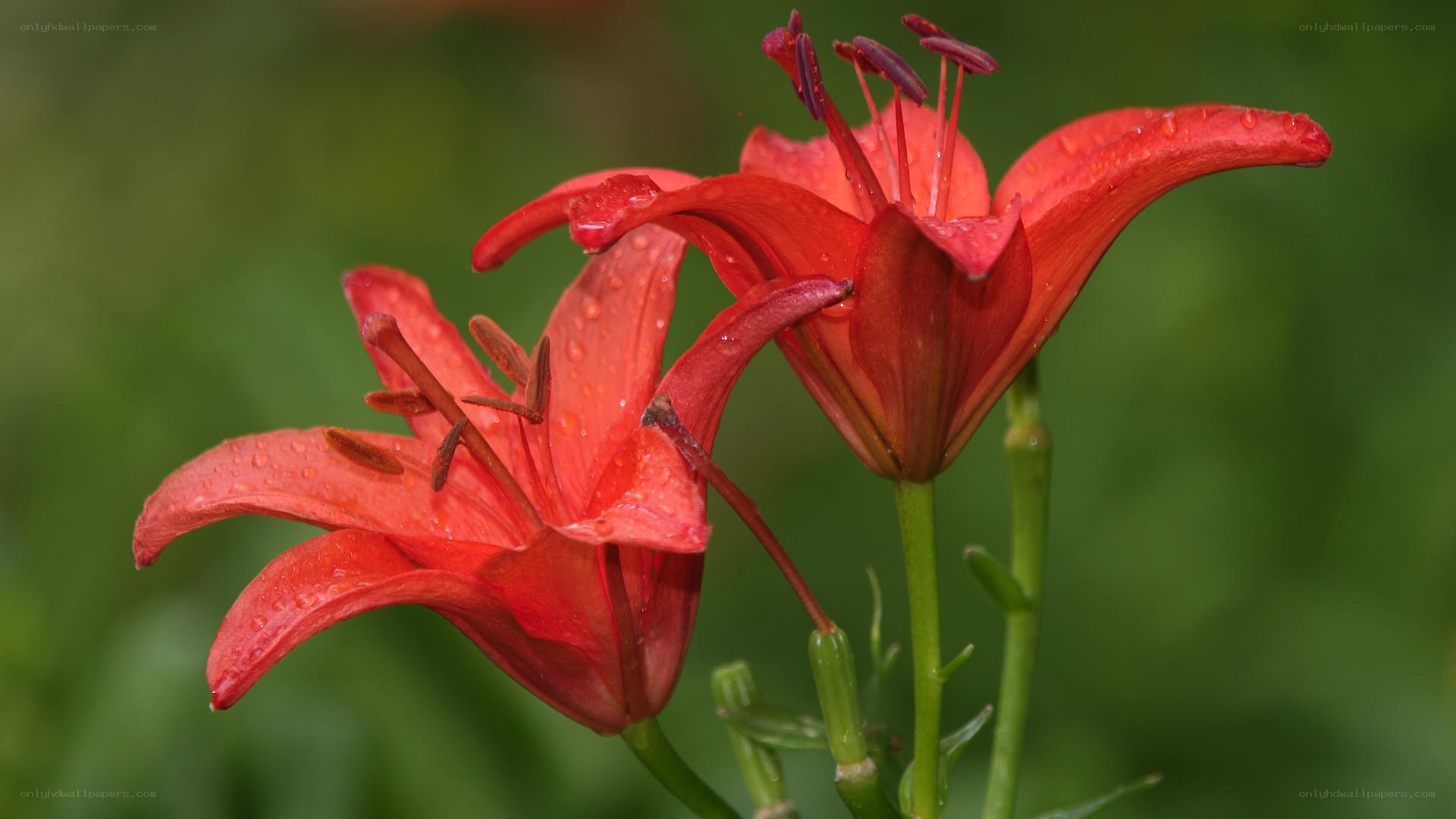 Red lilies with water droplets